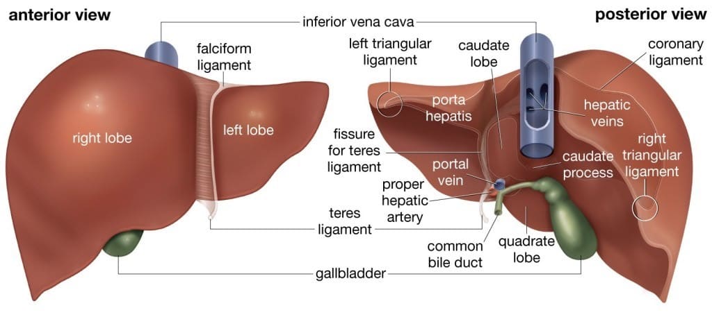 Small liver in dogs