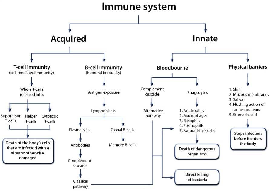 The Innate Immune System — An Animal’s First Line of Defense - Dr ...