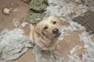 Separation Anxiety - Canine Behavior Problems