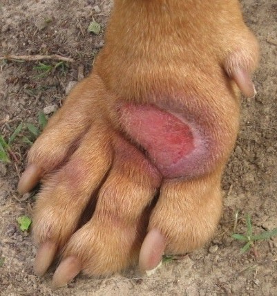 Dog Skin Lesion Protection Products