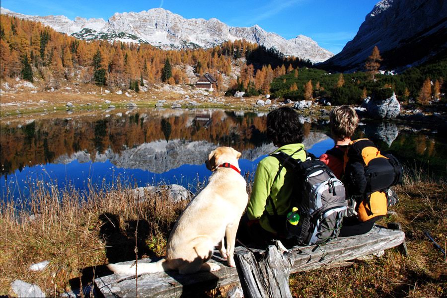 Dog Outdoors Hiking Canine Ultimate Fitness & Health