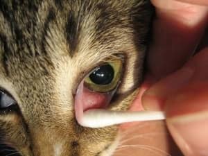 Cat eye inflammation clearance treatment