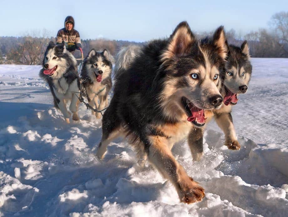 Sledding Dogs Canine Ultimate Fitness & Health