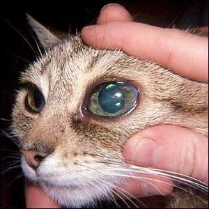 eye problems cats