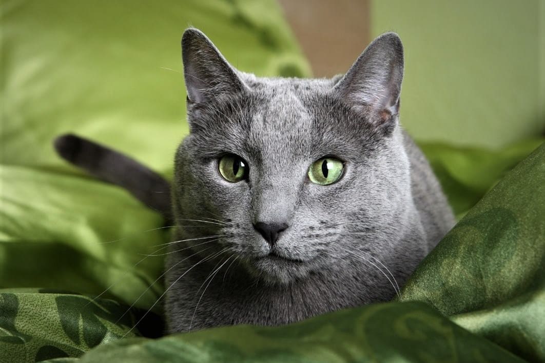 Symptoms of Hyperthyroidism in Cats