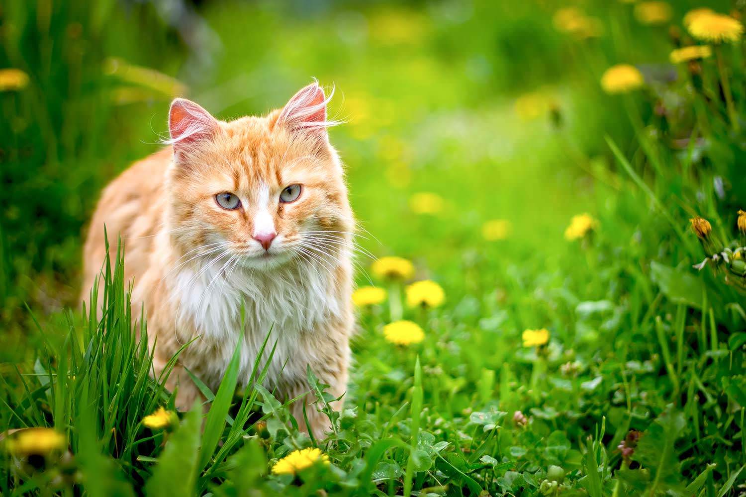 Feline Eye Problems | Symptoms & Causes