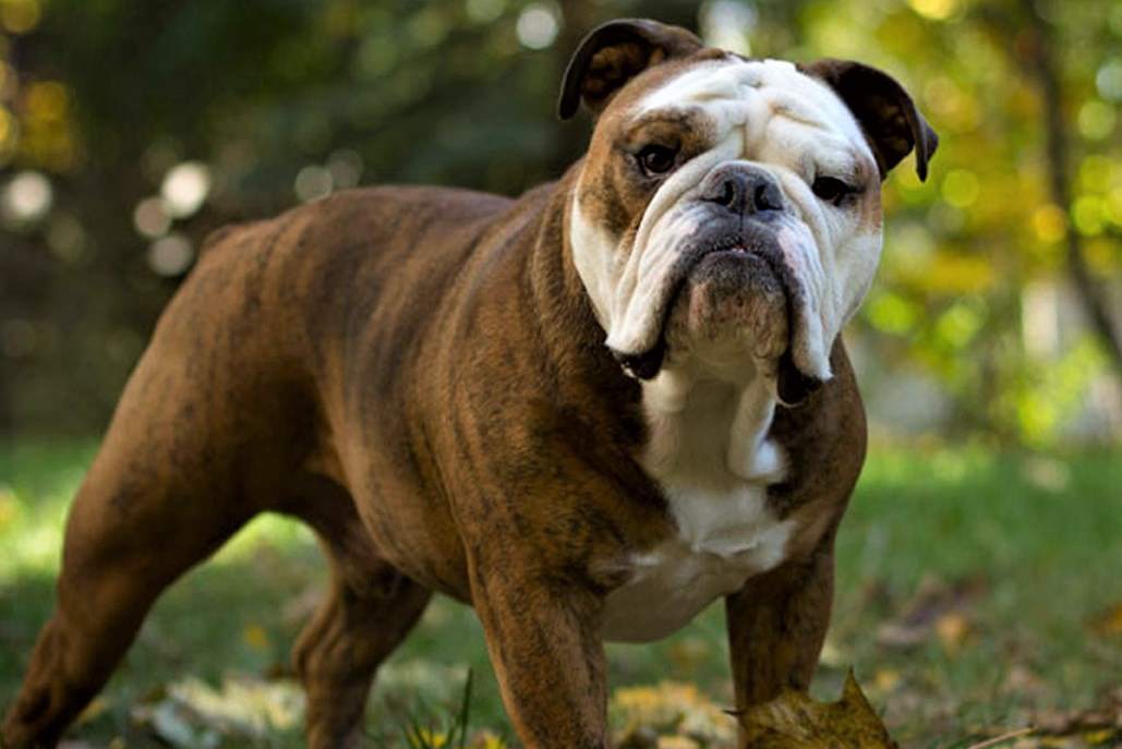 Fawn brindle and 2024 white english bulldog