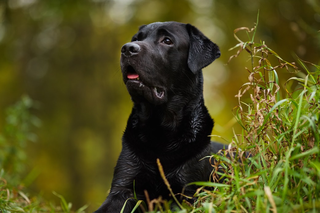 Ticks on Dogs: A Complete Guide