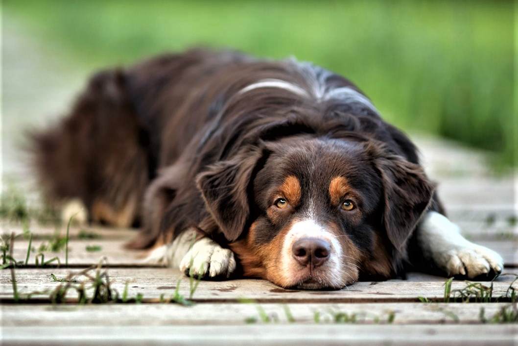 Keep Golden Years Golden: 4 Signs of Canine Cognitive Dysfunction