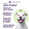 Canine Joint Protect - Image 3
