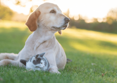 Understanding Pet Health