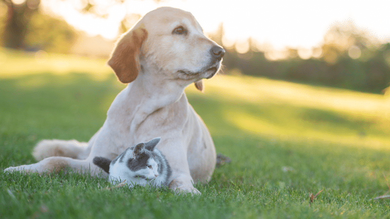 Understanding Pet Health