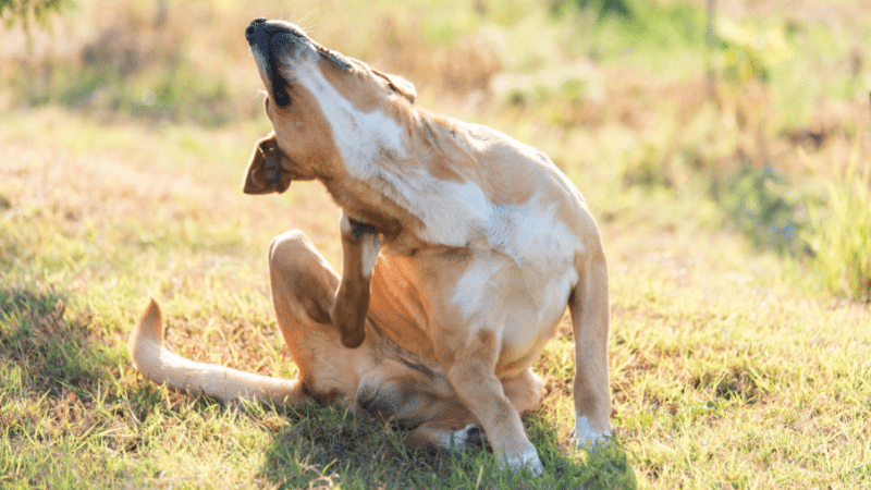 A Complete Guide to Dog Skin Conditions