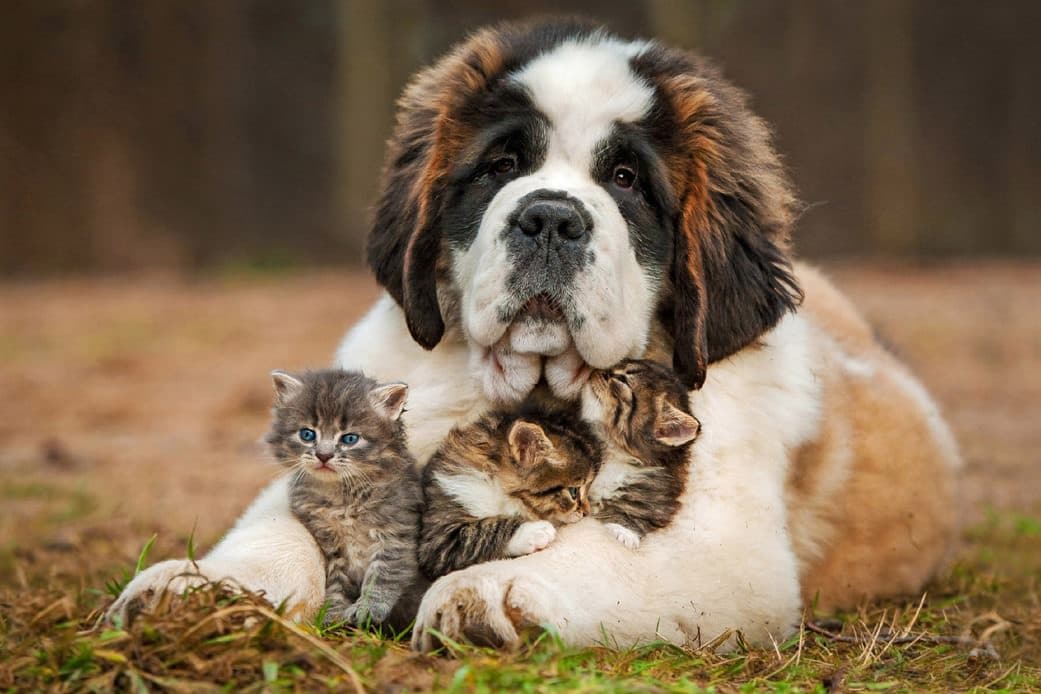 Nutritional Requirements of the Dog & Cat