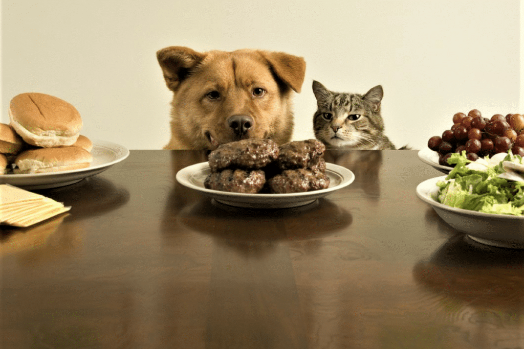 Pet Food Exposed: An Analysis of Today’s Pet Food