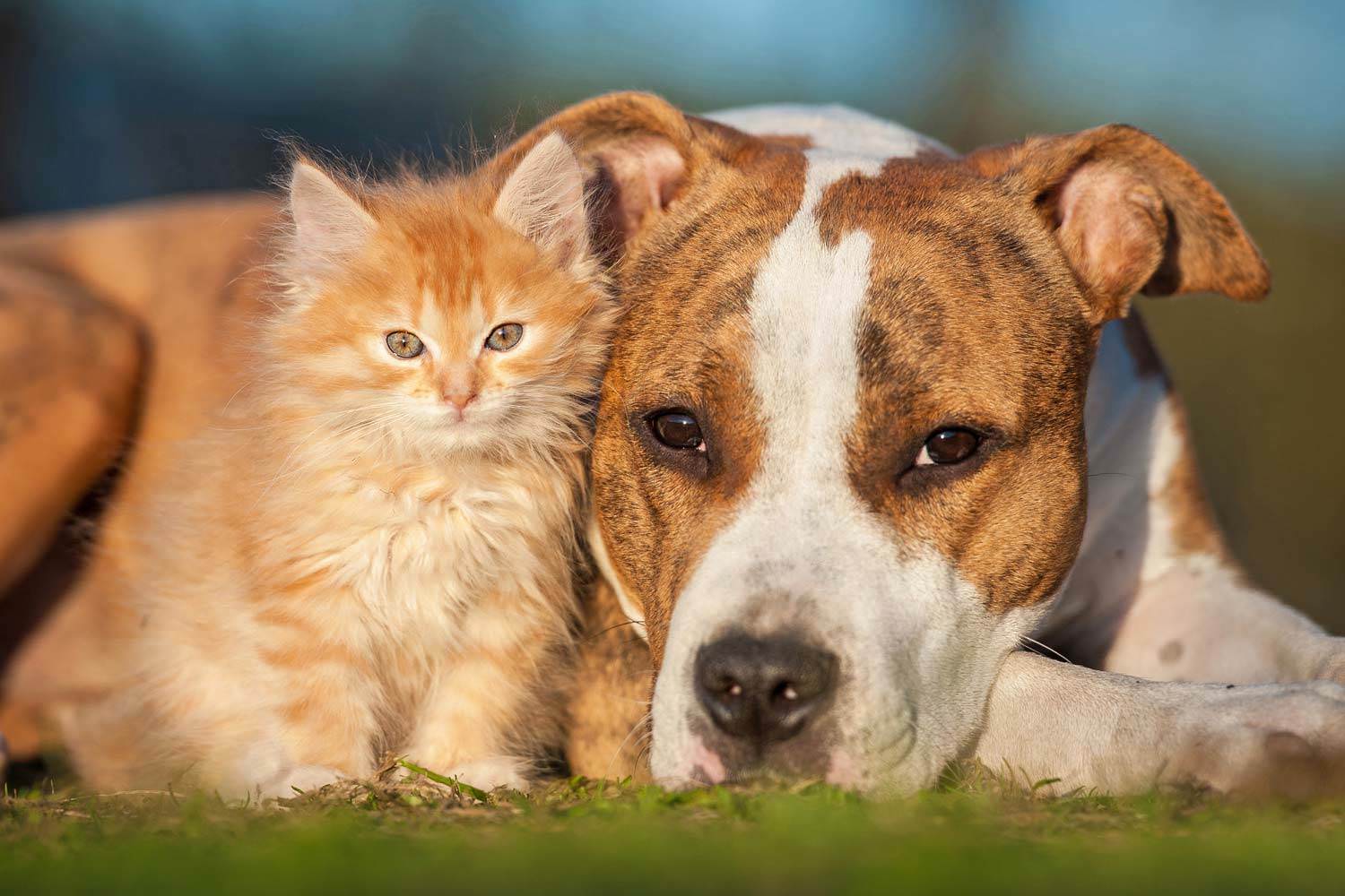 7 Greatest Threats to Your Pet’s Health