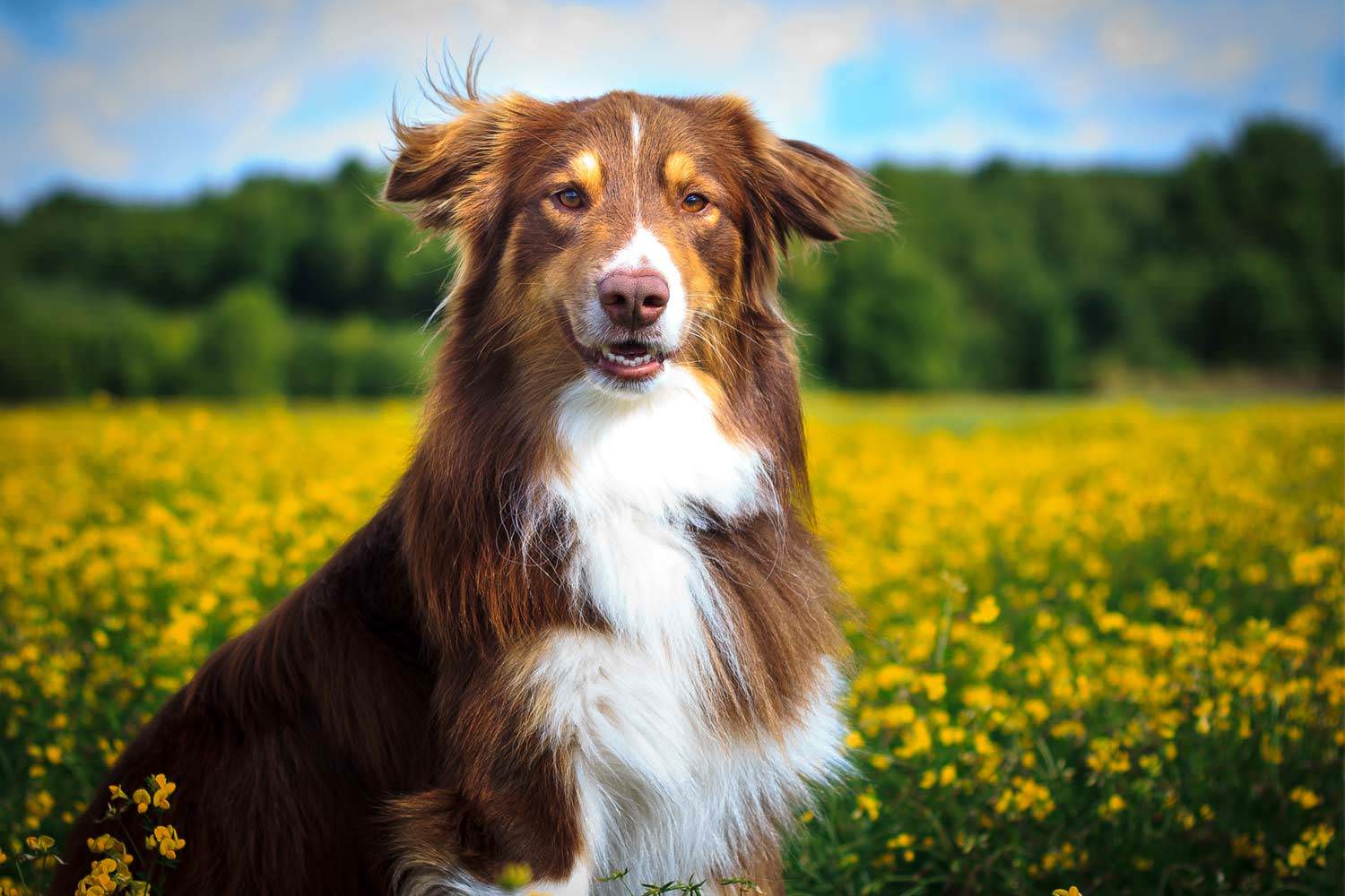 Allergies in Dogs & Cats