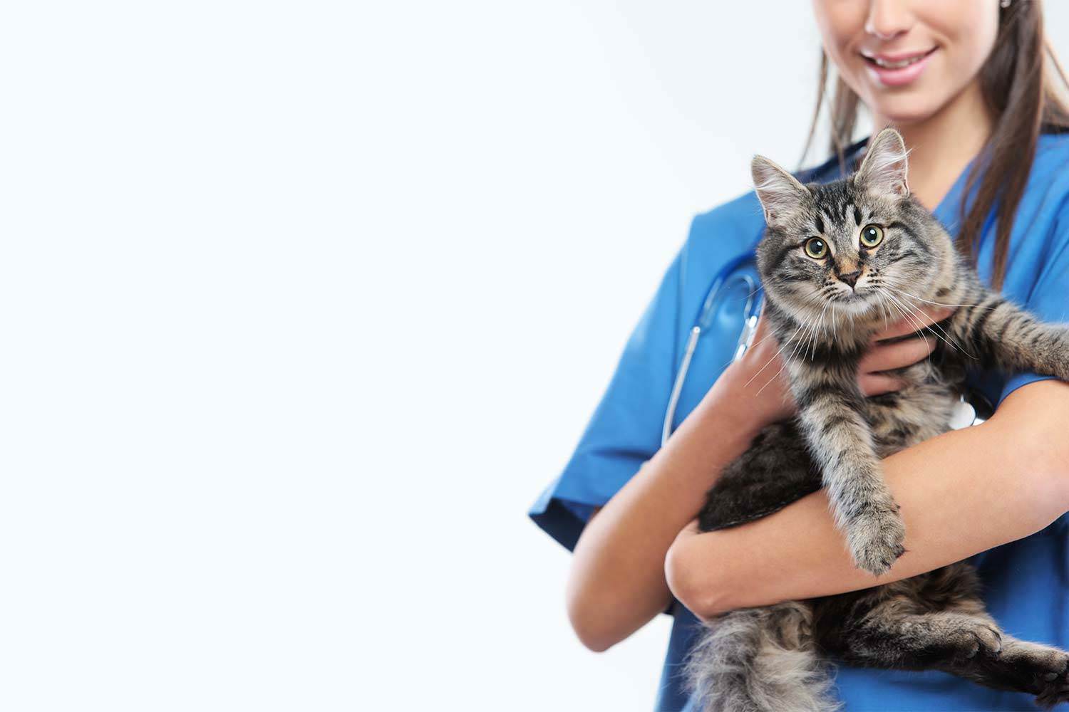 Urinary Tract Infections in Dogs & Cats