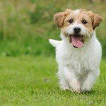 10 Common Canine Behavior Problems & Correct Dog Behavior Training