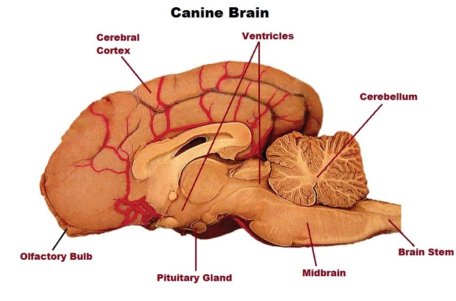 Опухоль мозга у собак. Гипофиз собаки. Мозг 300%.