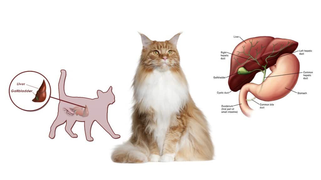 Cat sales jaundice treatment