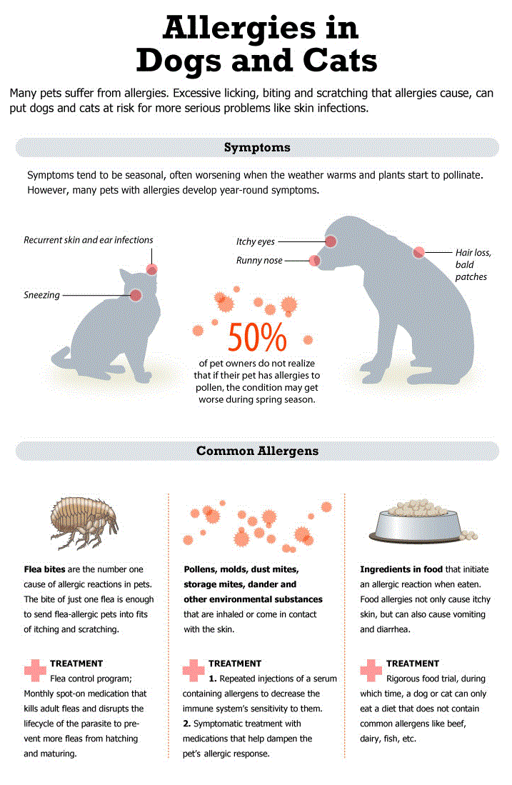 Allergies In Cats Dogs Pet Health The Vet Is In