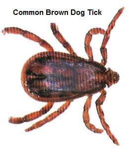 3. Brown Dog Tick