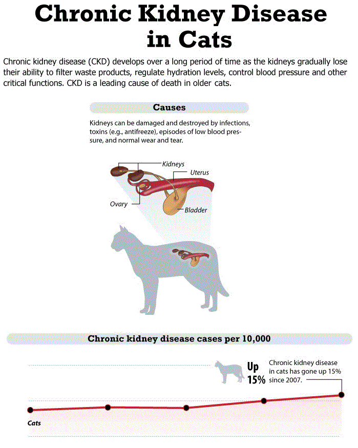 Cat kidney shop failure treatment