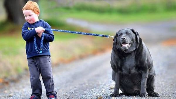 Obese Dog