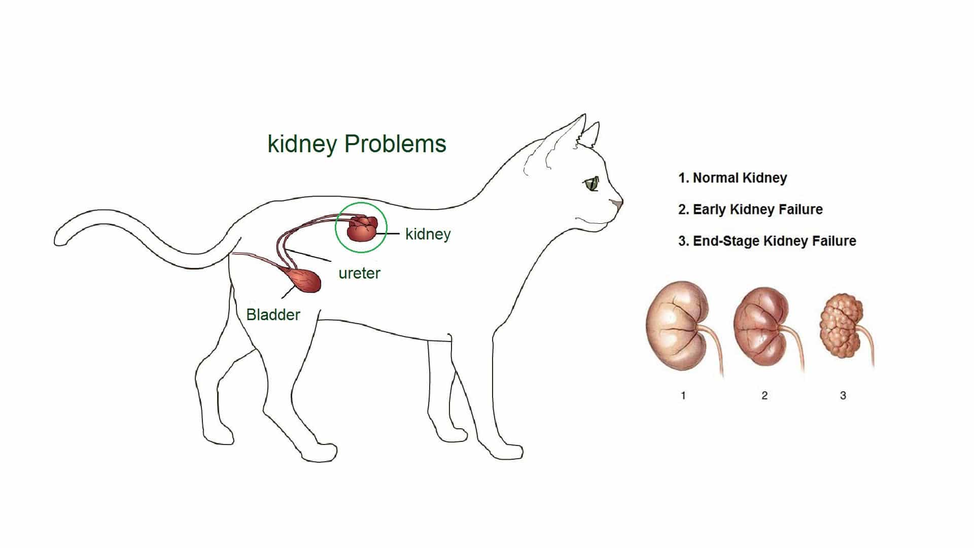 Хви у кошек. Может кошка плохо ест renal.