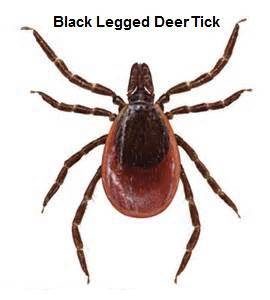 8. Deer Tick