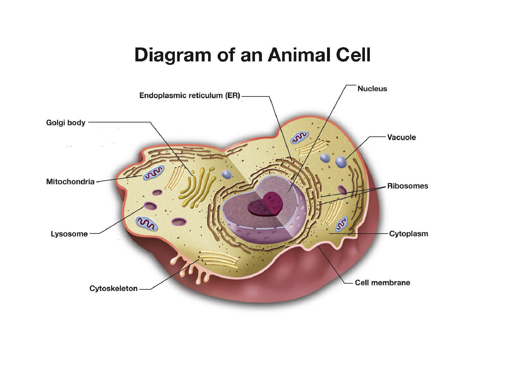 3-animal-cells Pet Health