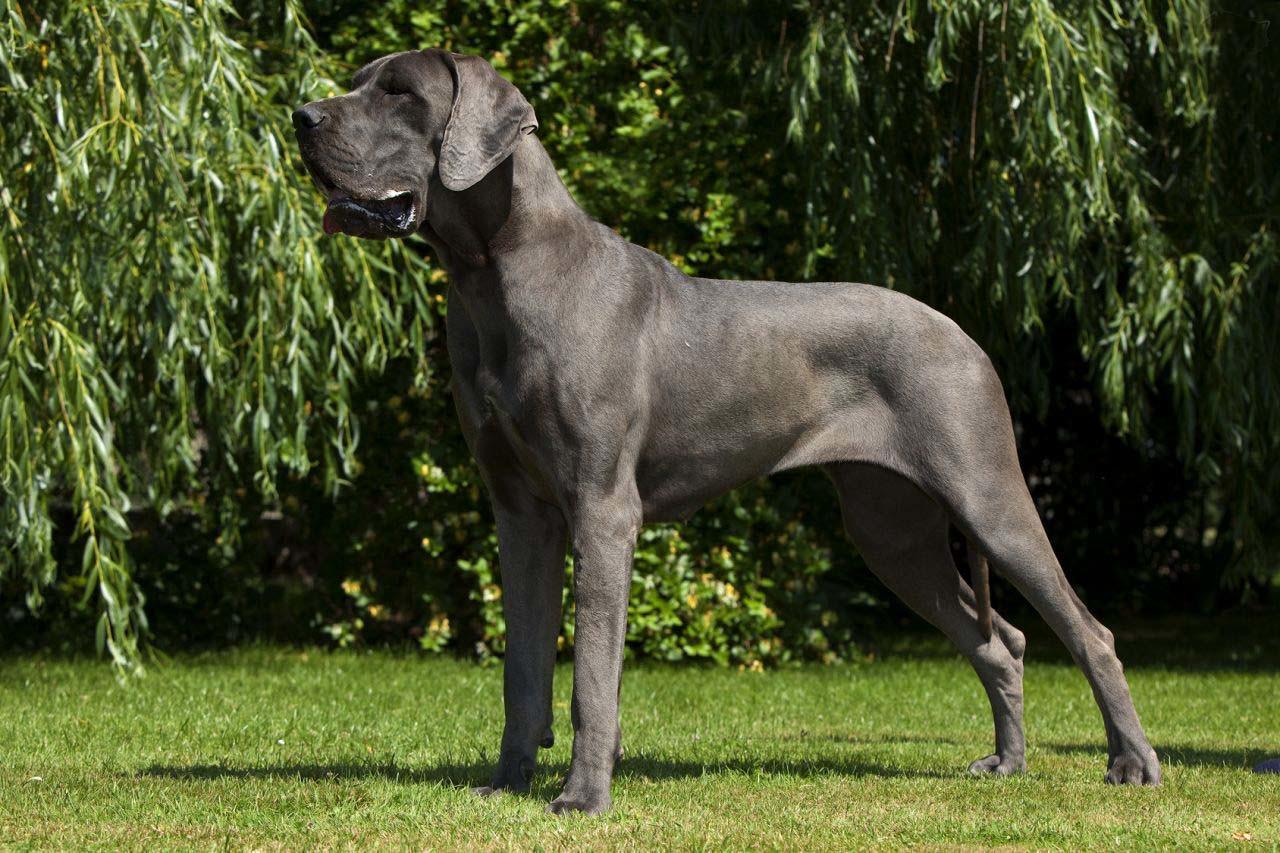 Large Breed Dogs