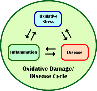 6-ox-stress-cycle Pet Health