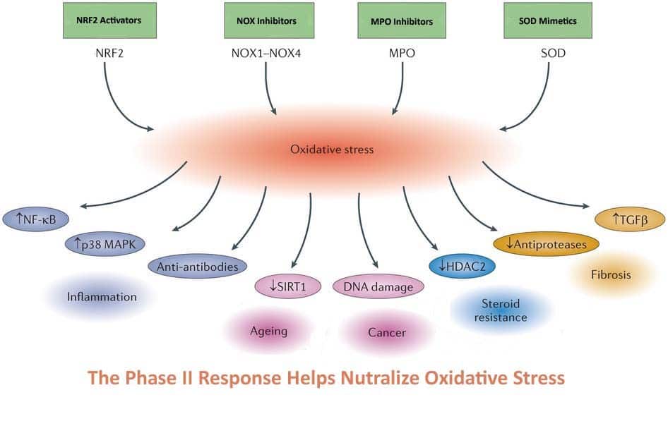 9-phase-ii-response - Pet Health