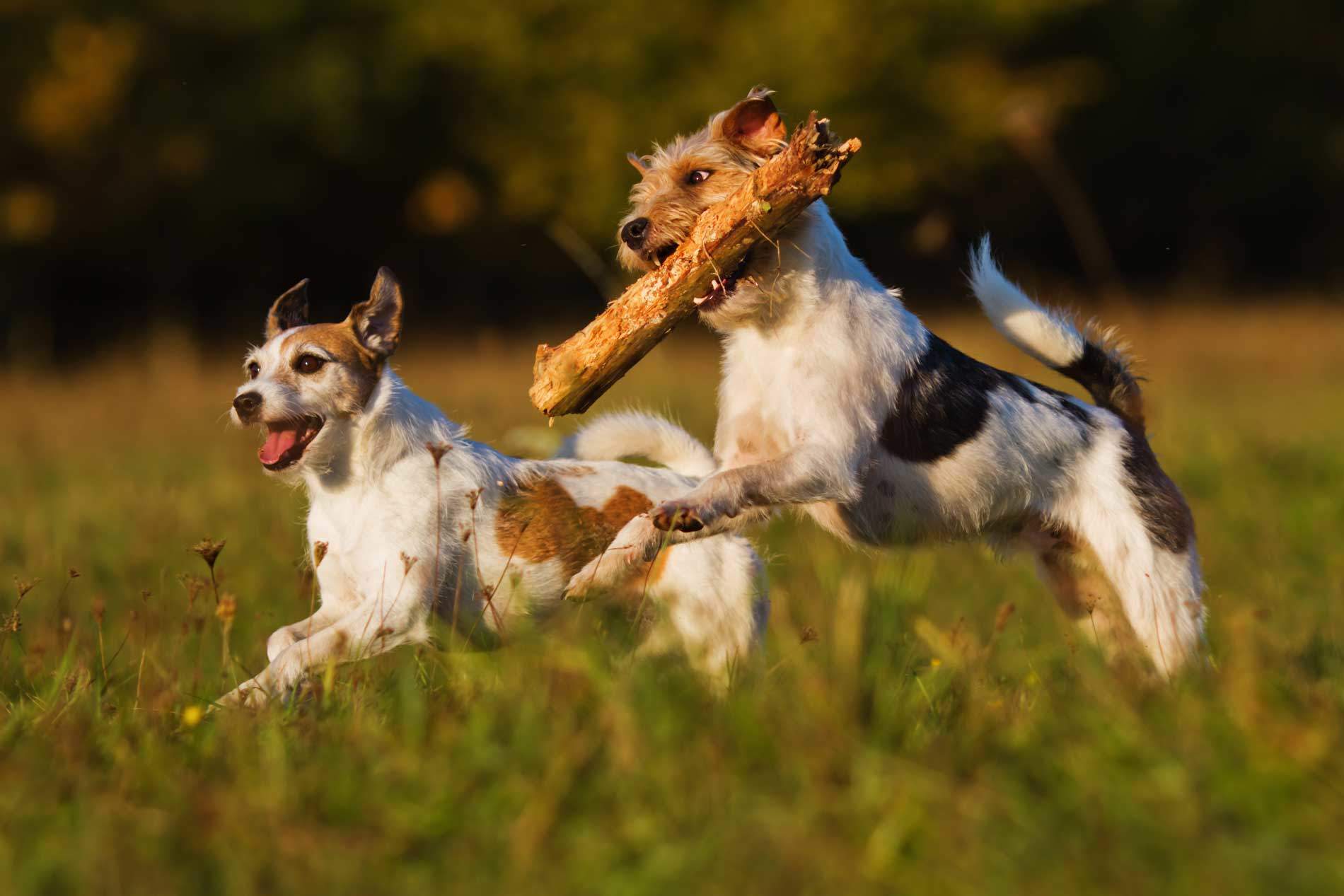 Heat Stroke in Dogs