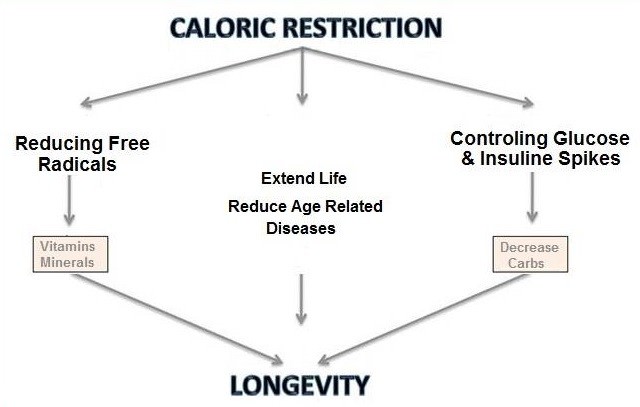 how many calories should my dog eat