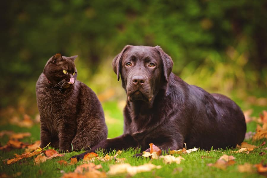 are dogs and cats true carnivores