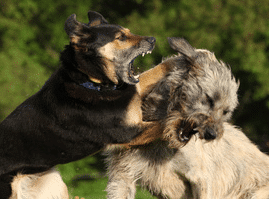 dog behavior training