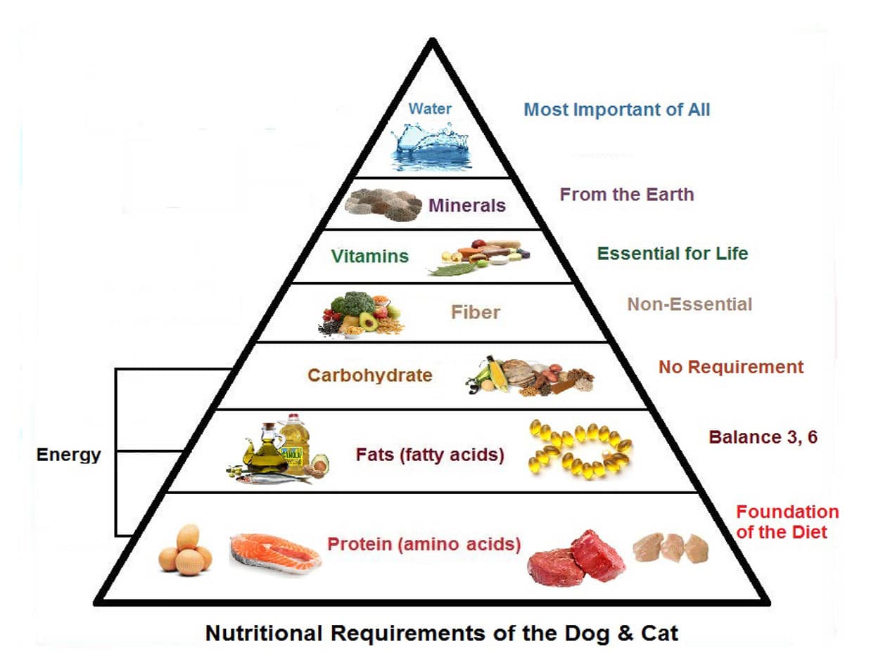 2. Basic Nutritional Needs - Dr. Bills Pet Nutrition