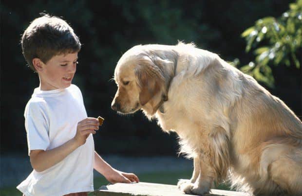 is chocolate bad for dogs