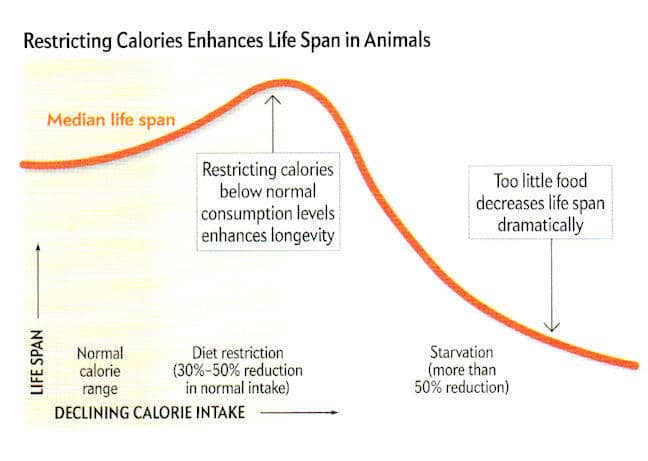 how many calories should my dog eat