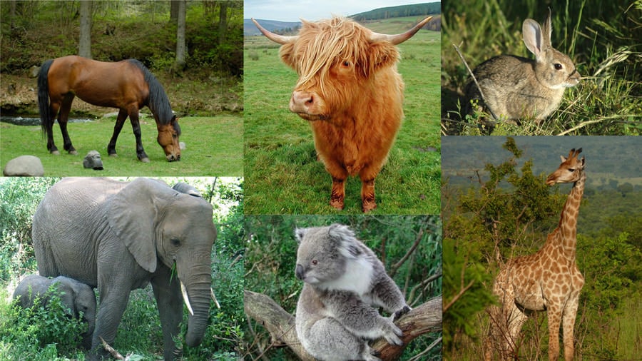 examples of carnivores herbivores and omnivores