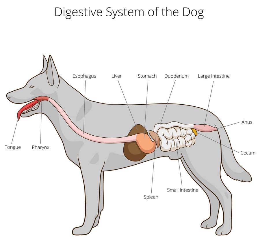 Digestive System of the Dog