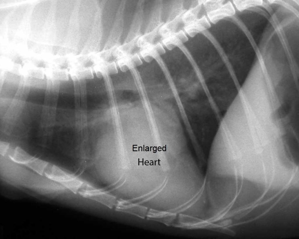 4 enlarged feline heart dr bills pet nutrition