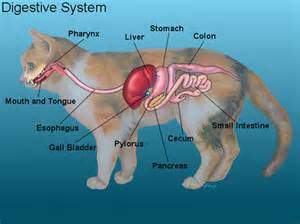 Puppy digestive hot sale system