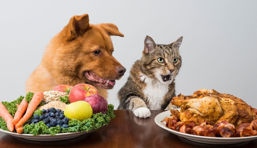 My Pet Carnivore Feeding Requirements of the Dog Cat Dr. Bill s