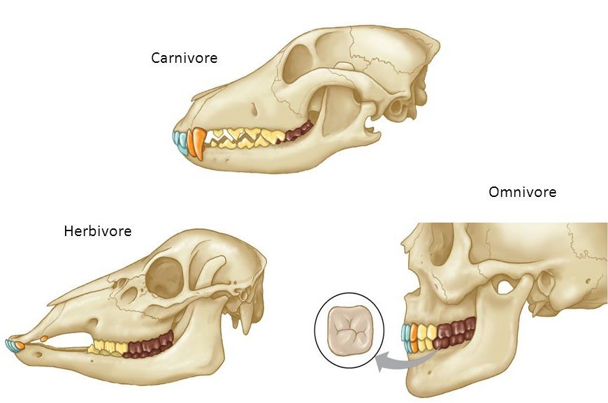 Mandibles of the carnivore, herbivore, and omnivore
