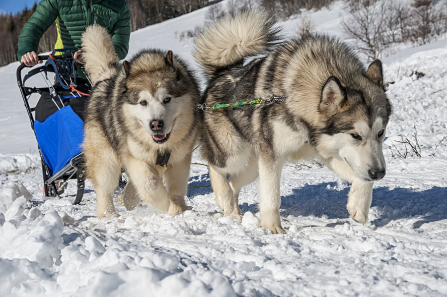 Working dogs