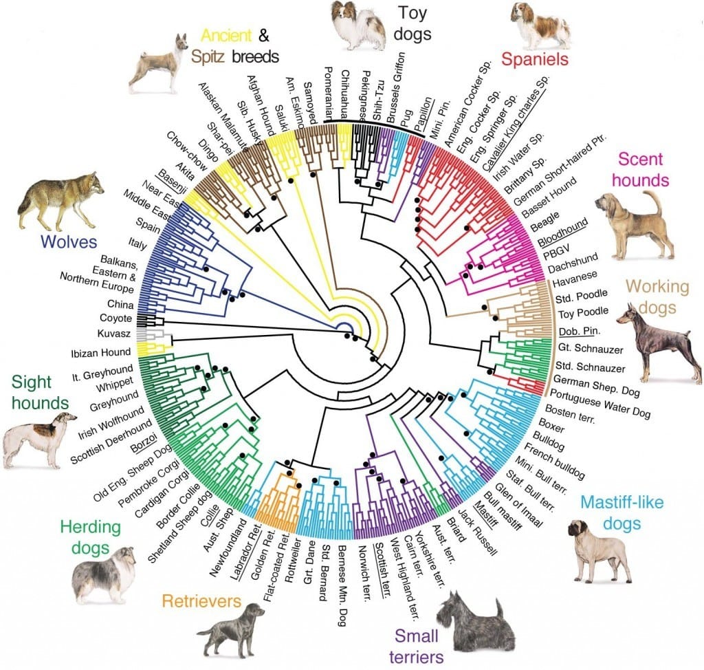 Evolution of the Dog & Cat | History & Traits | Dr. BIll's Pet Nutrition